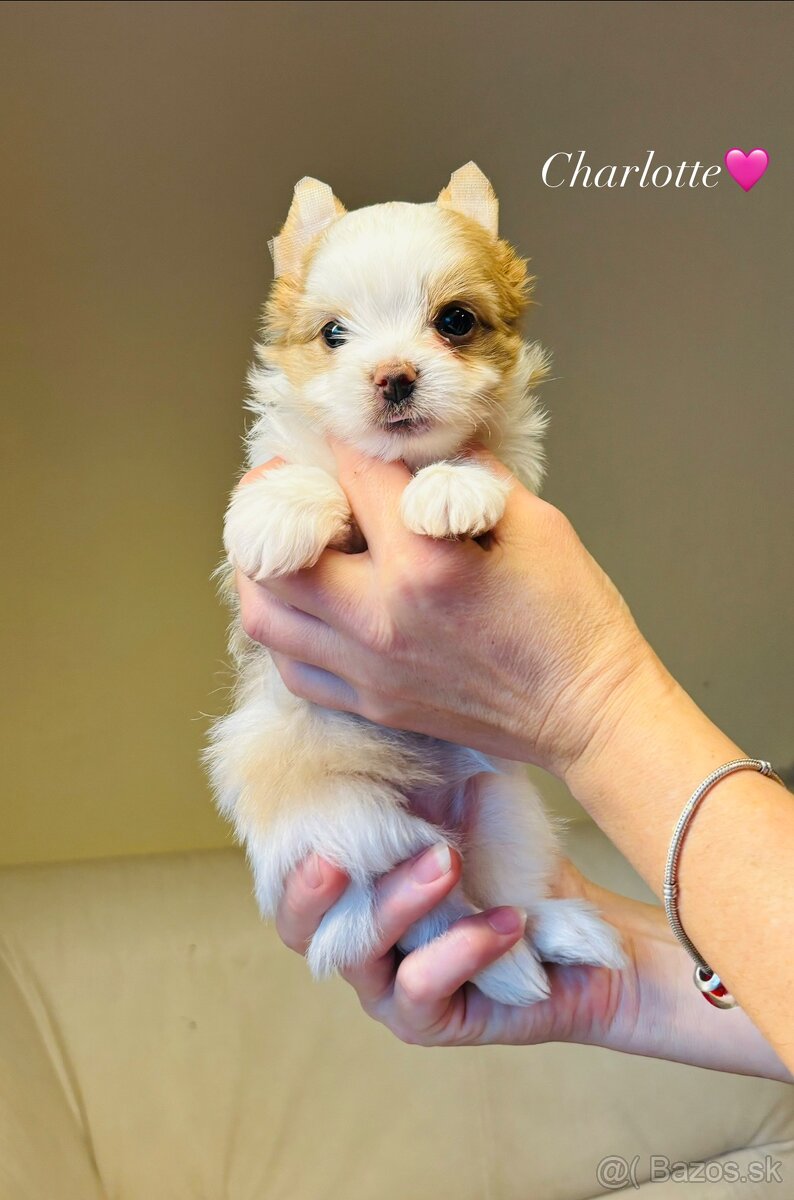 Golddust s PP, Yorkshire s PP, York - 7