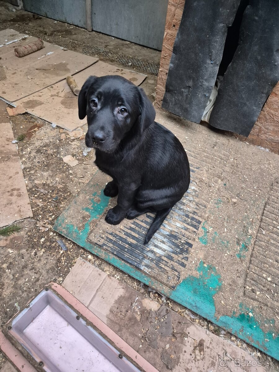 Labrador retriever - 7