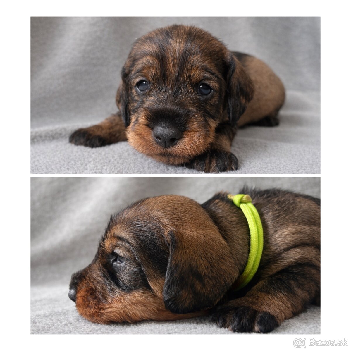 Jazvečík hrubosrstý s PP - 7