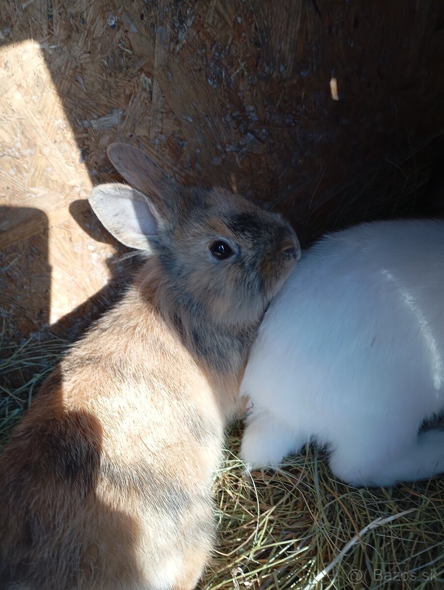 Zakrsle zajace - 7