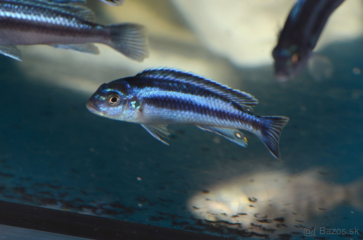 Africké cichlidy Malawi - 7