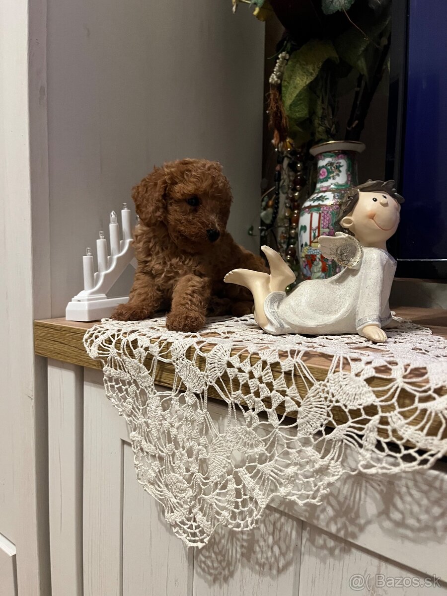 Pudel toy Red ultra mini - 7