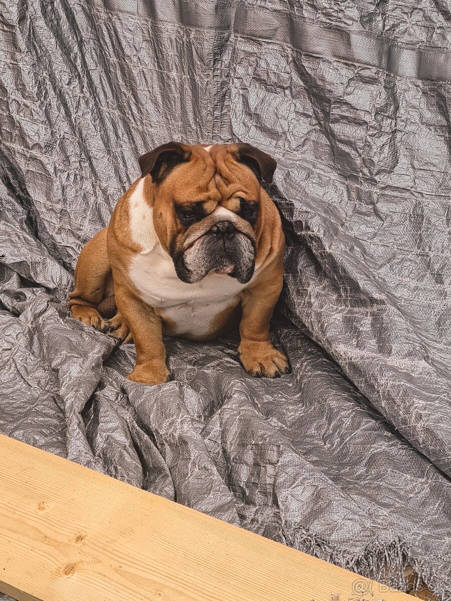 Krásny Anglický Bulldog hľadá fenku - 7