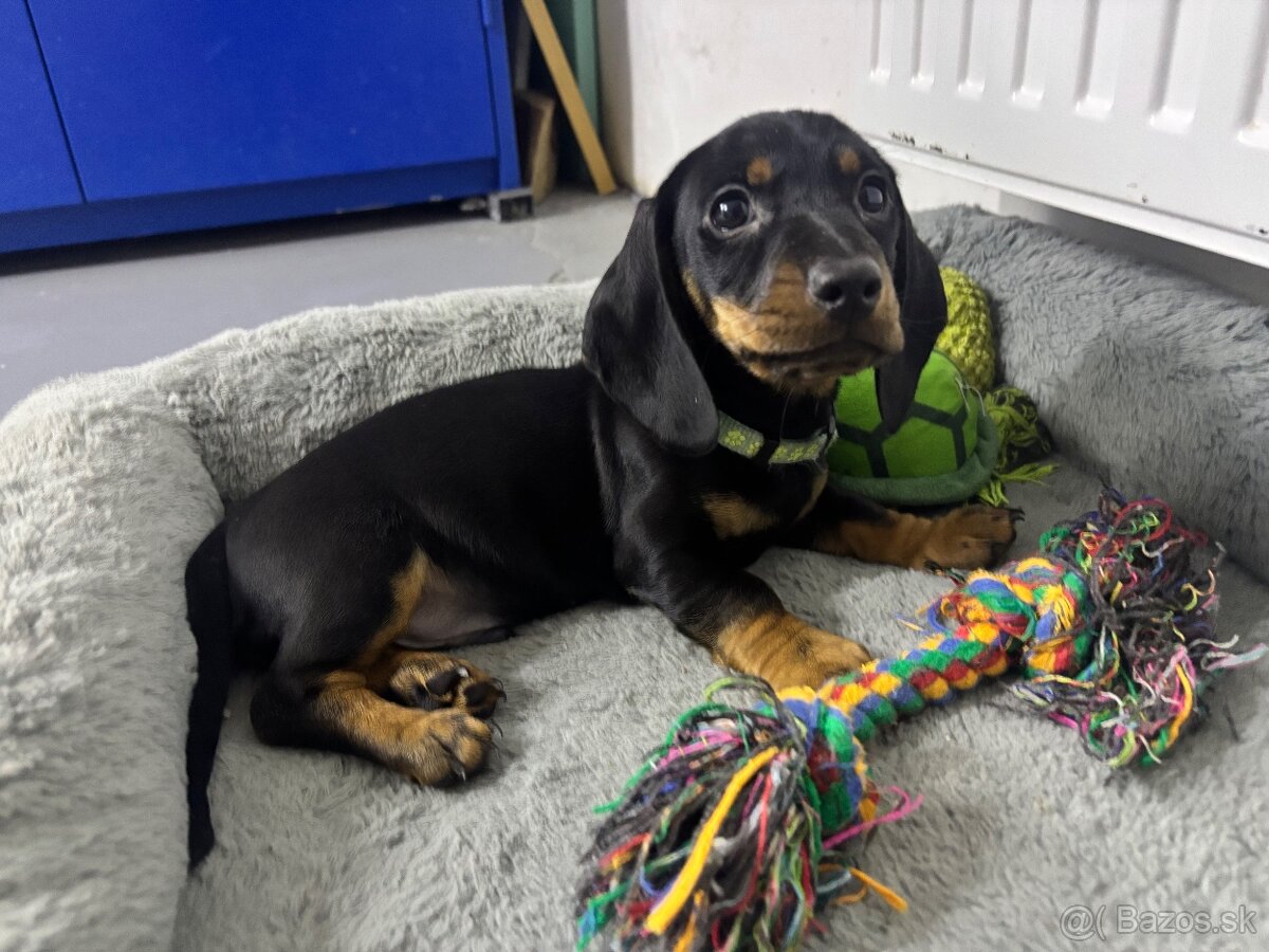 Jazvečík kratkosrstý - 7