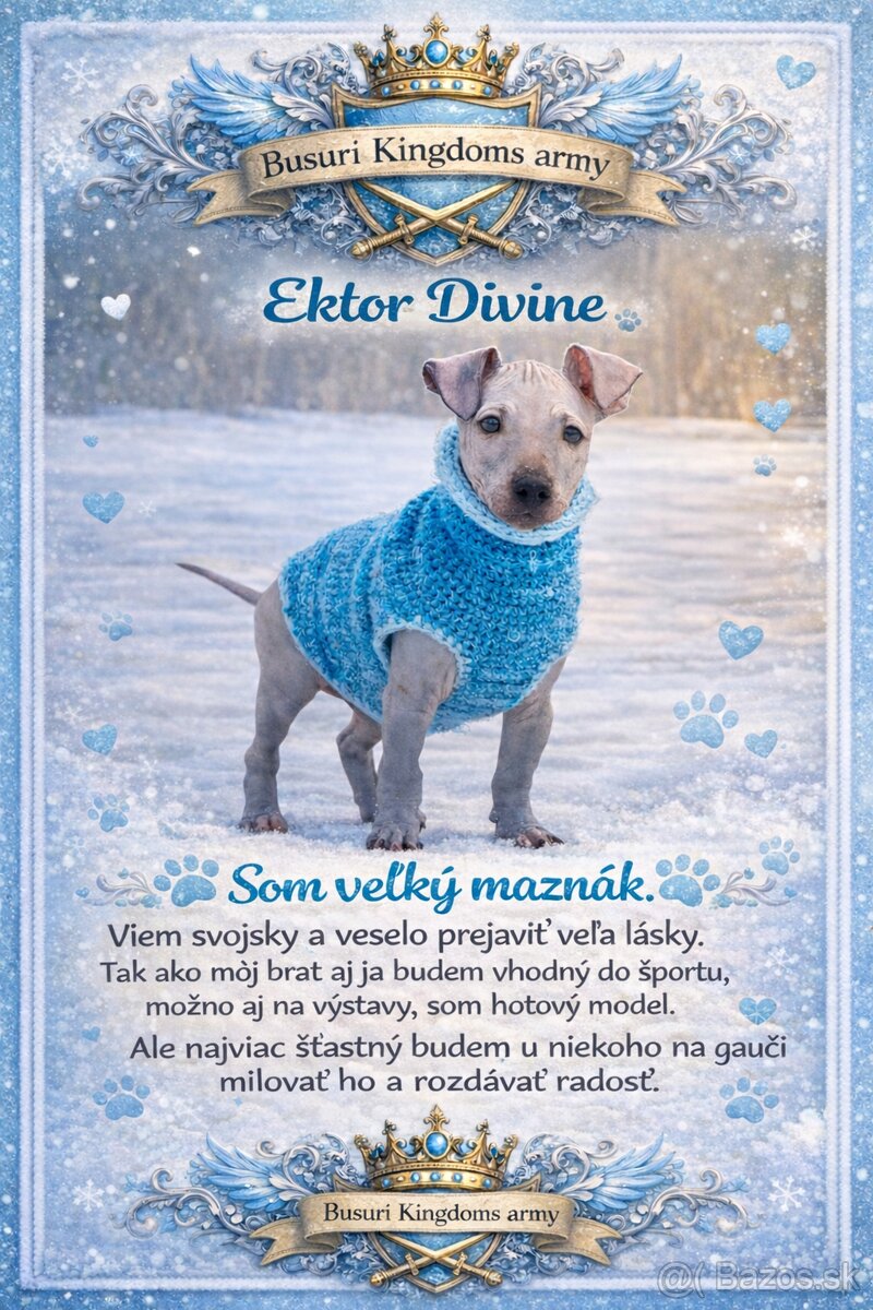 Americký bezsrstý teriér - 7