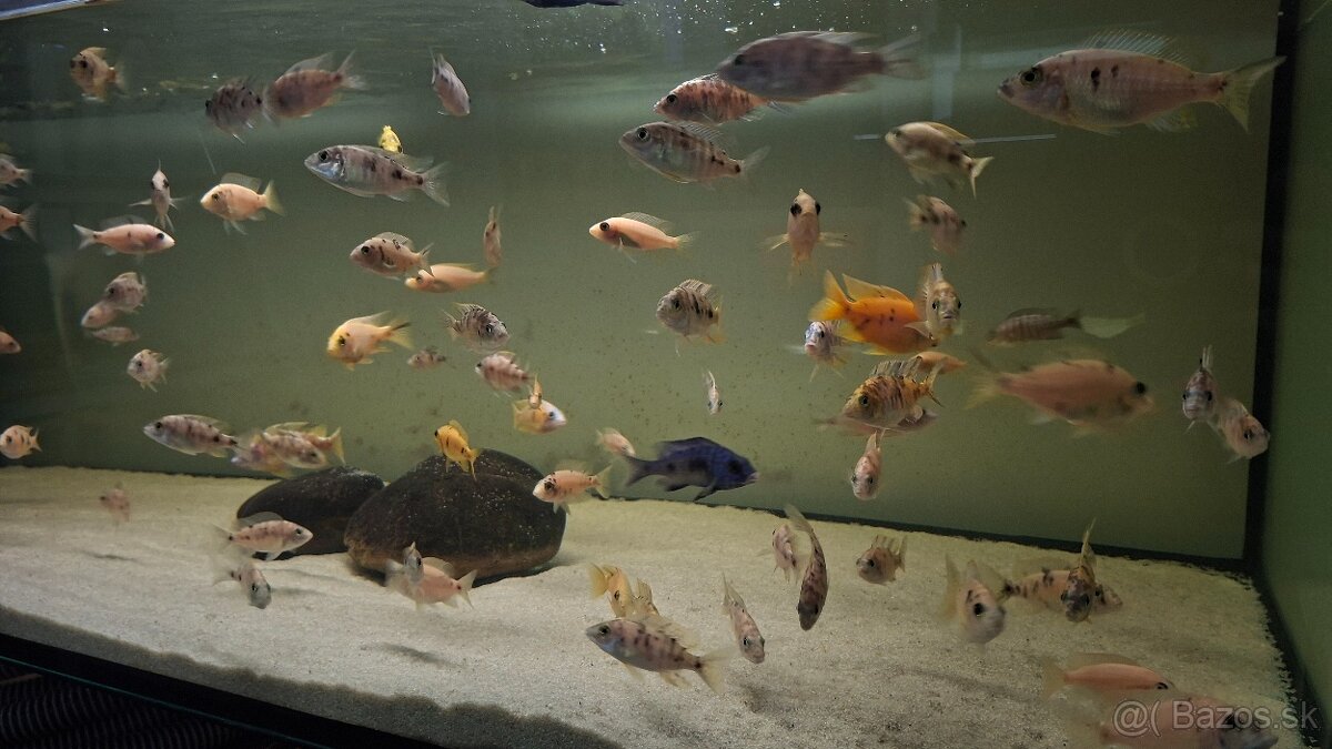 Africké cichlidy - 7