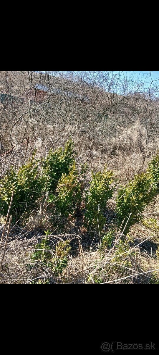Krušpan vždy zelený Buxus - 7