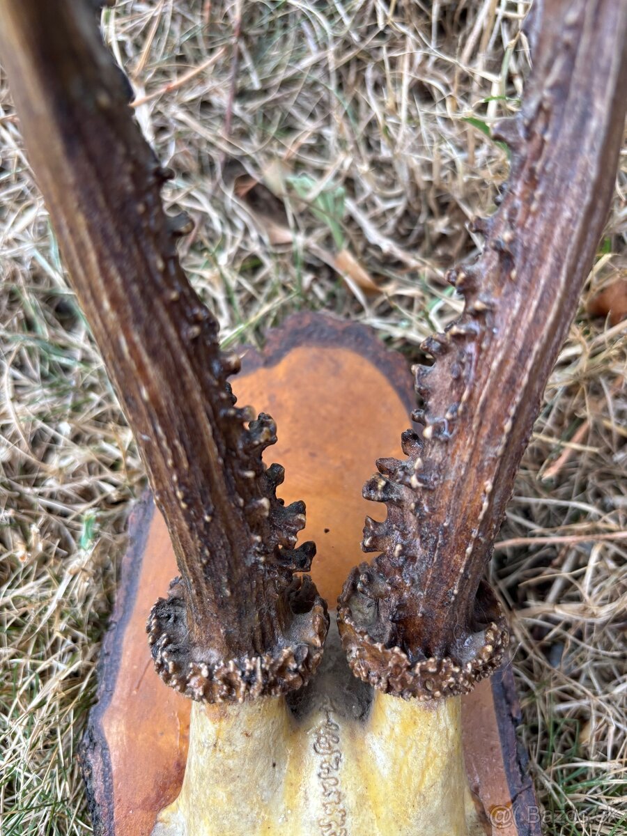 Trofeje,parohy - 7