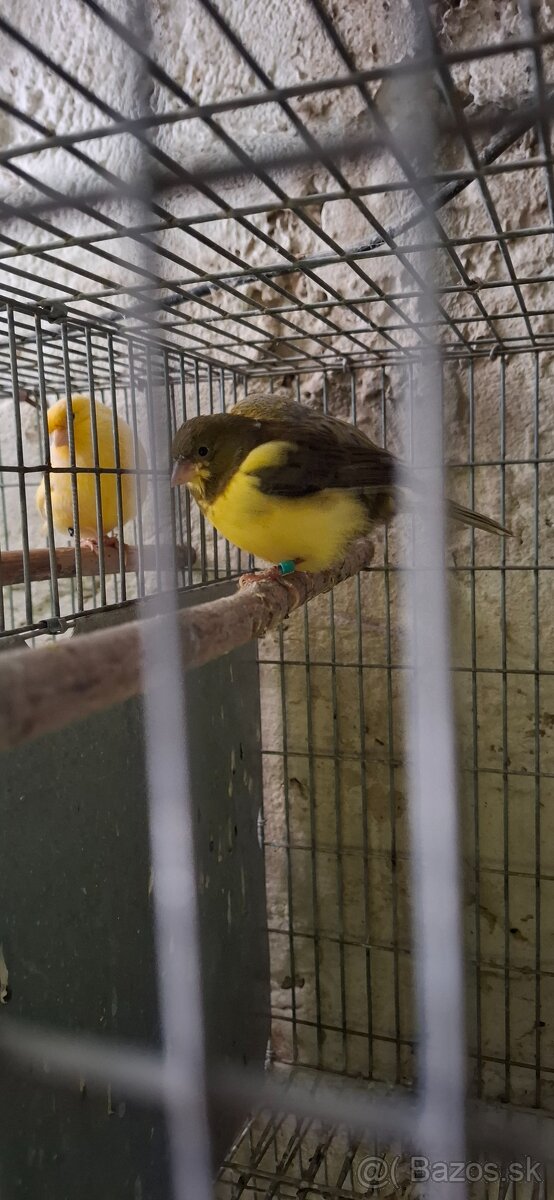 Kanariky - 7