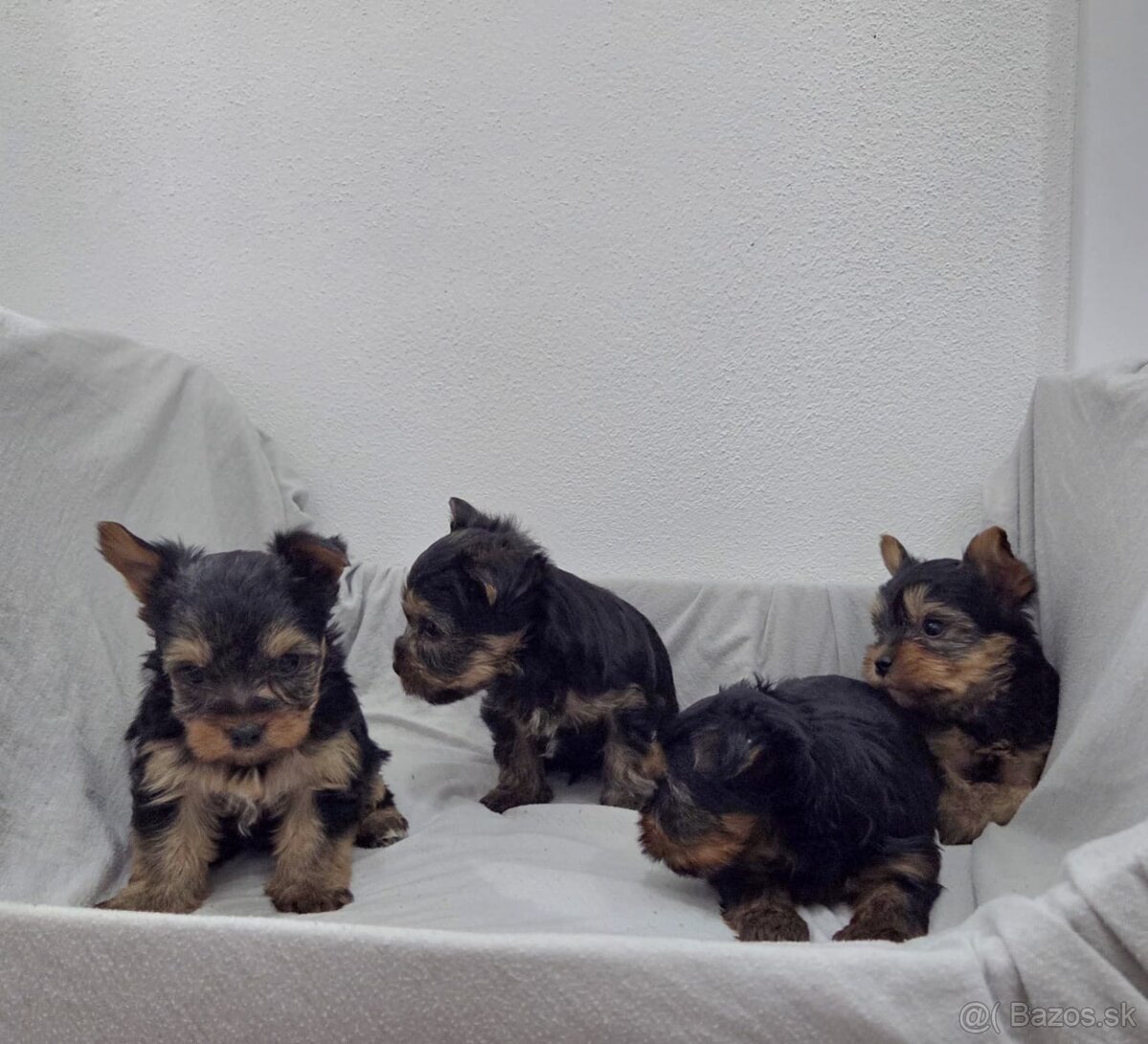 Yorkshirsky terier - 7