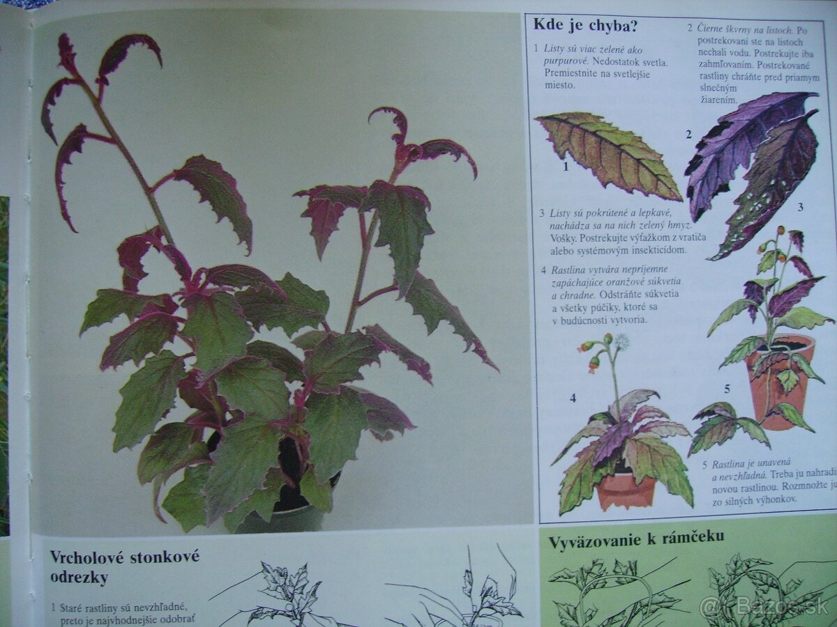 Gynura popínavá - zakorenené odrezky - 7