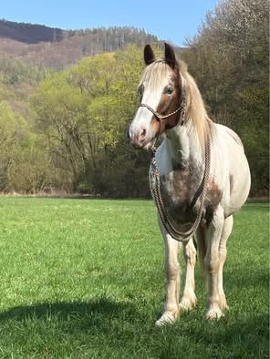 Strakatá kobyla - 7