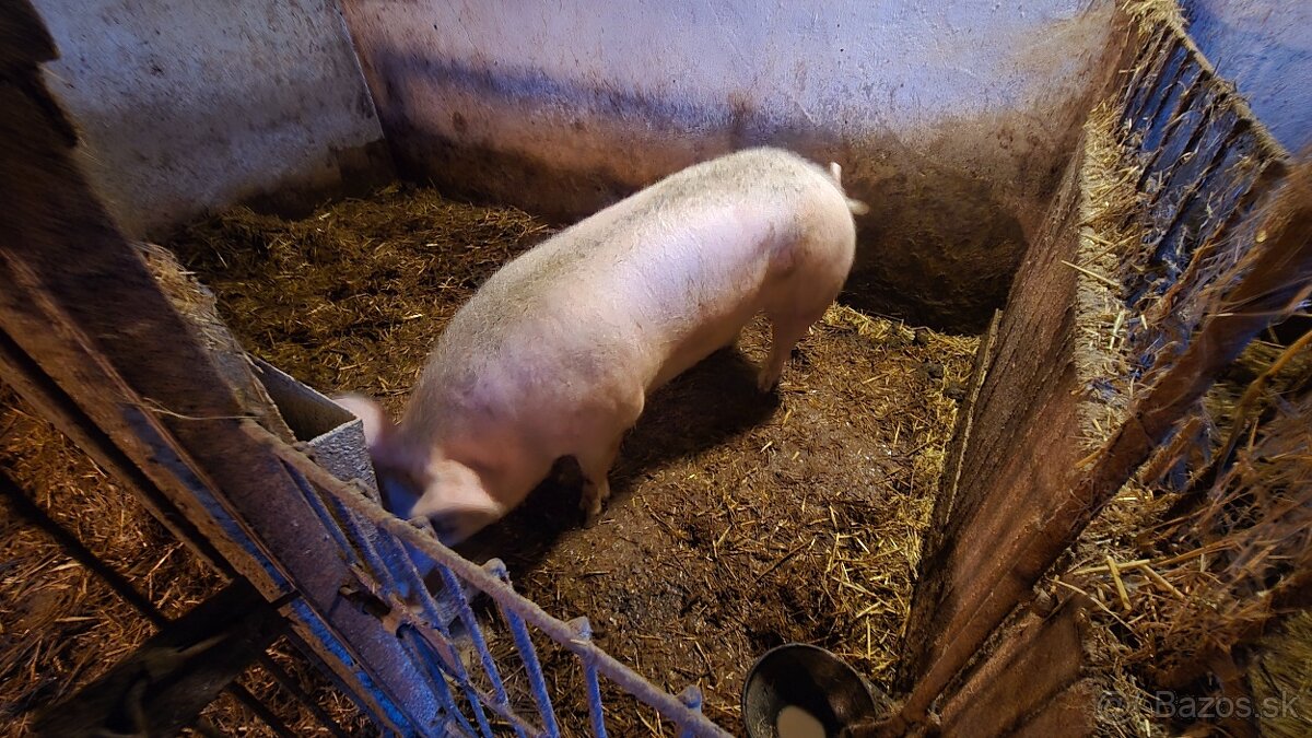 Predám prasata - 7