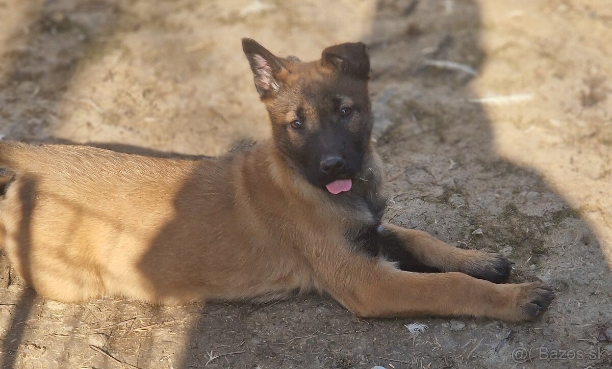 Belgický ovciak malinois - 7