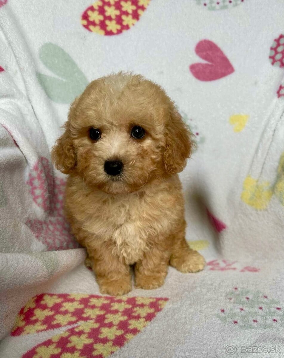 Apricot Maltipoo - 7
