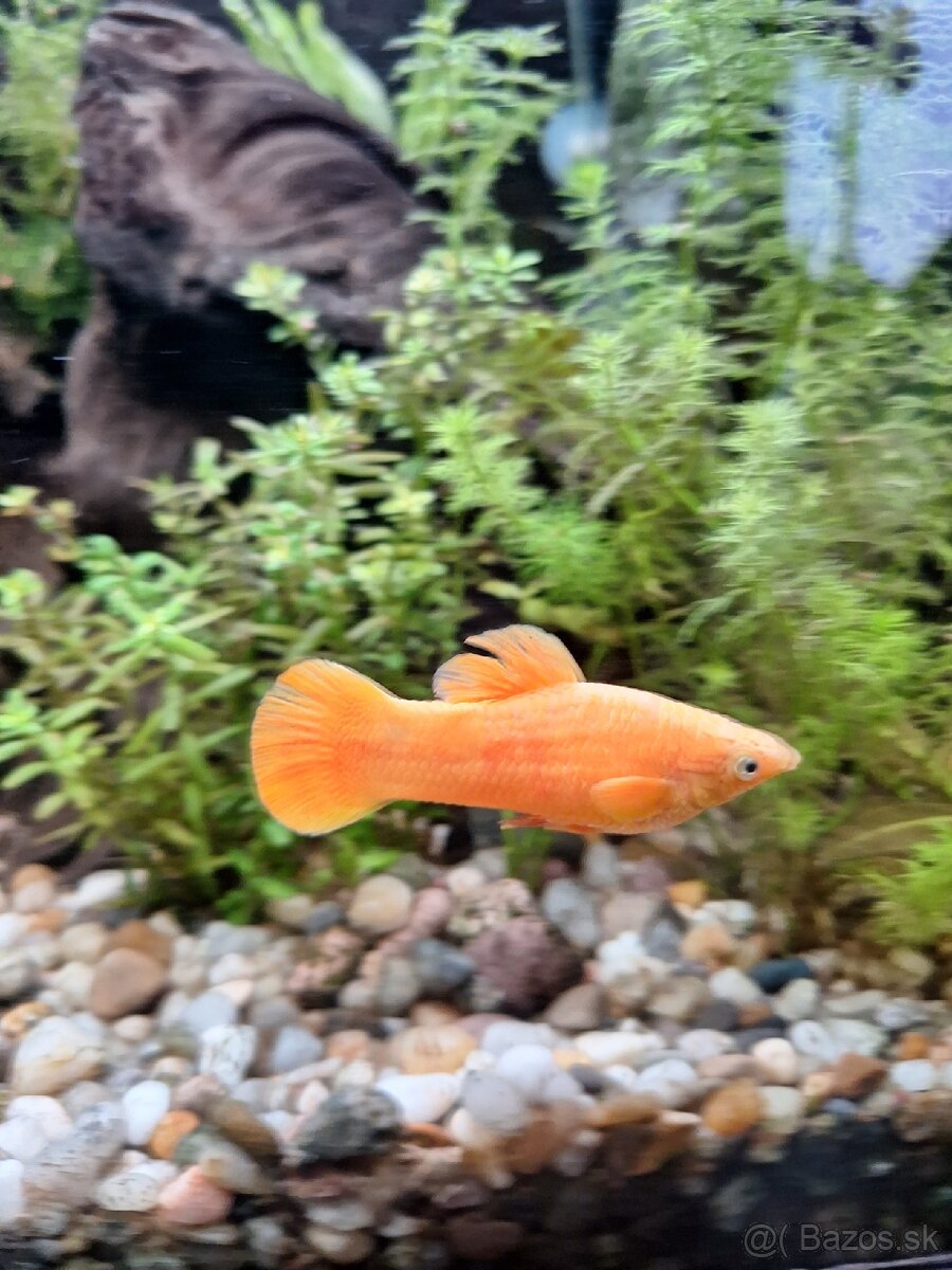 Živorodka ostropyská - 7