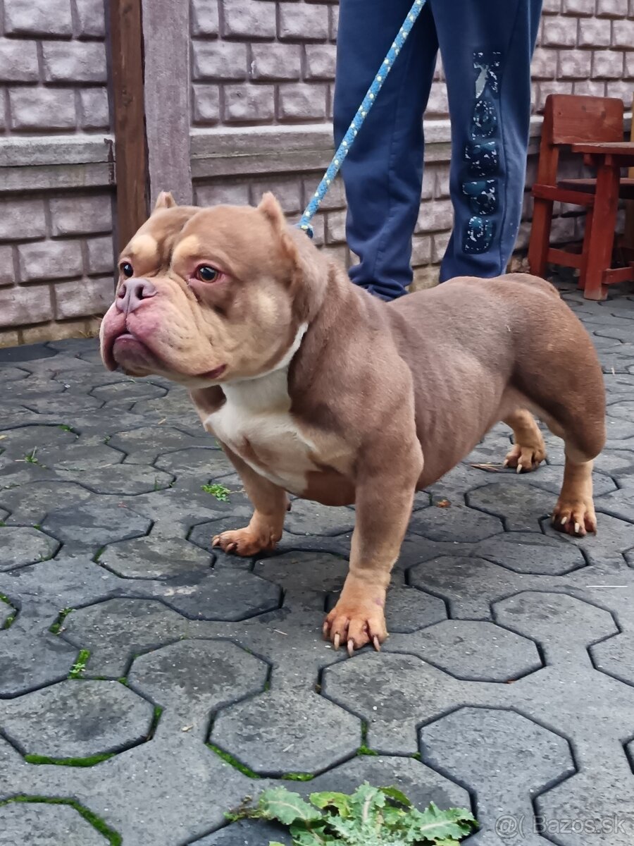 American bully - 7