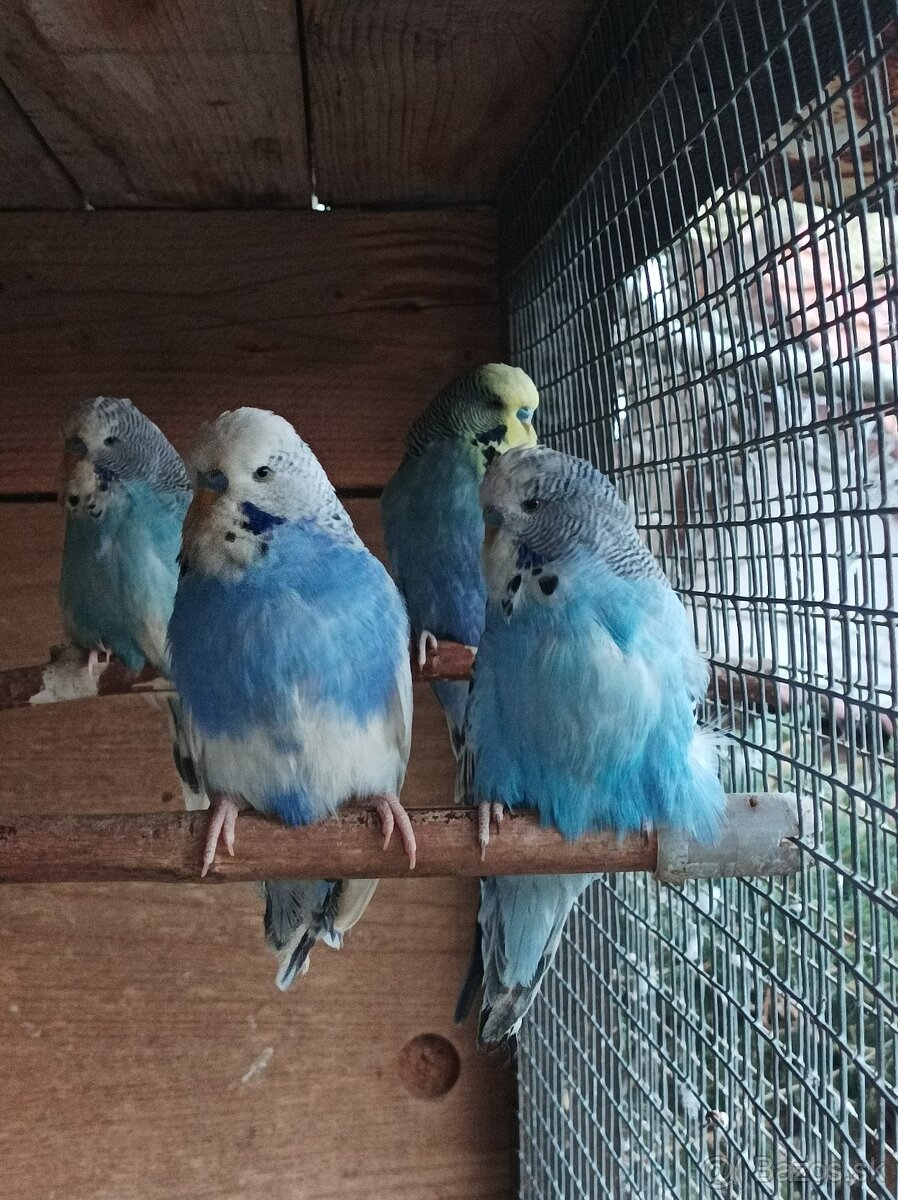 Predám andulky výstavné - 7