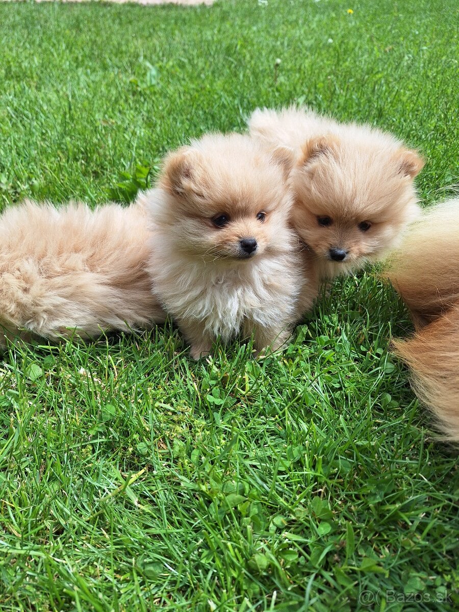 Pomeranian,pomerian špic - 7