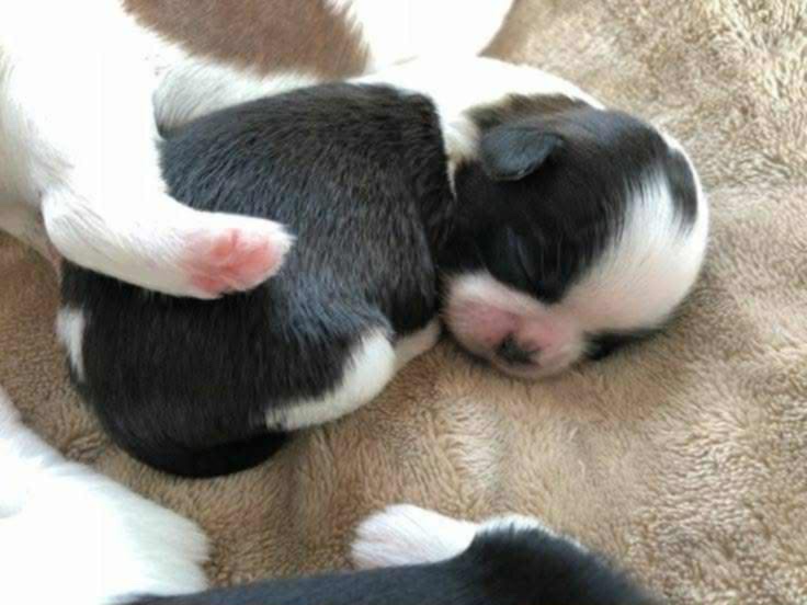 Yorkshirský Terier Biewer - 7