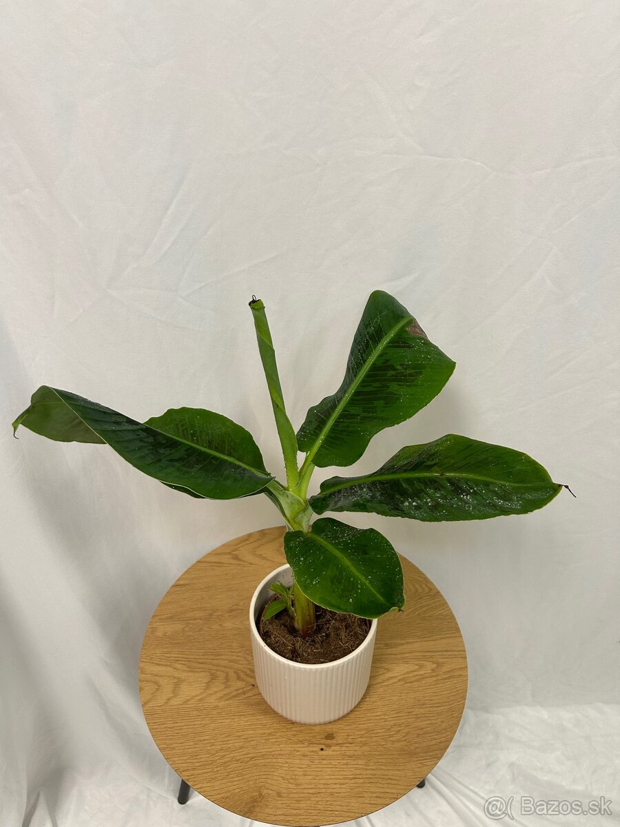Musa Tropicana-Banánovník - 7