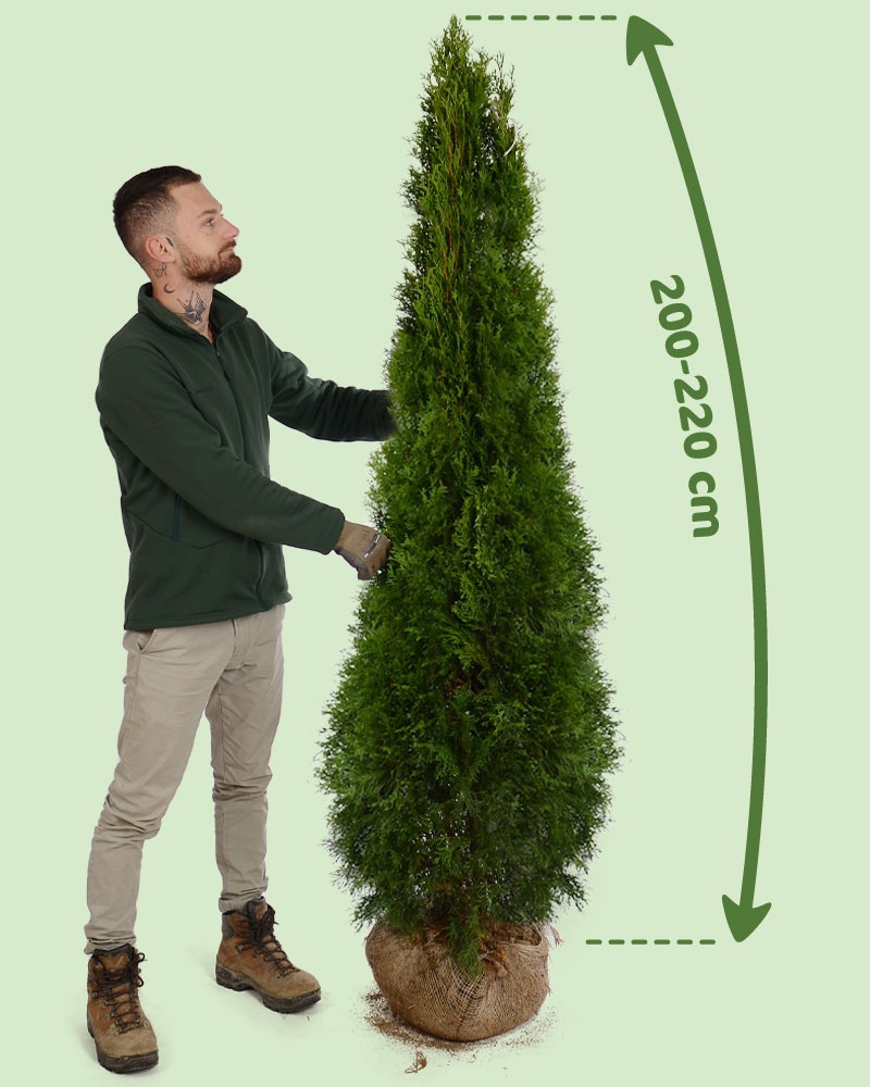 TUJE SMARAGD Premium-Liptovský Mikuláš - 7