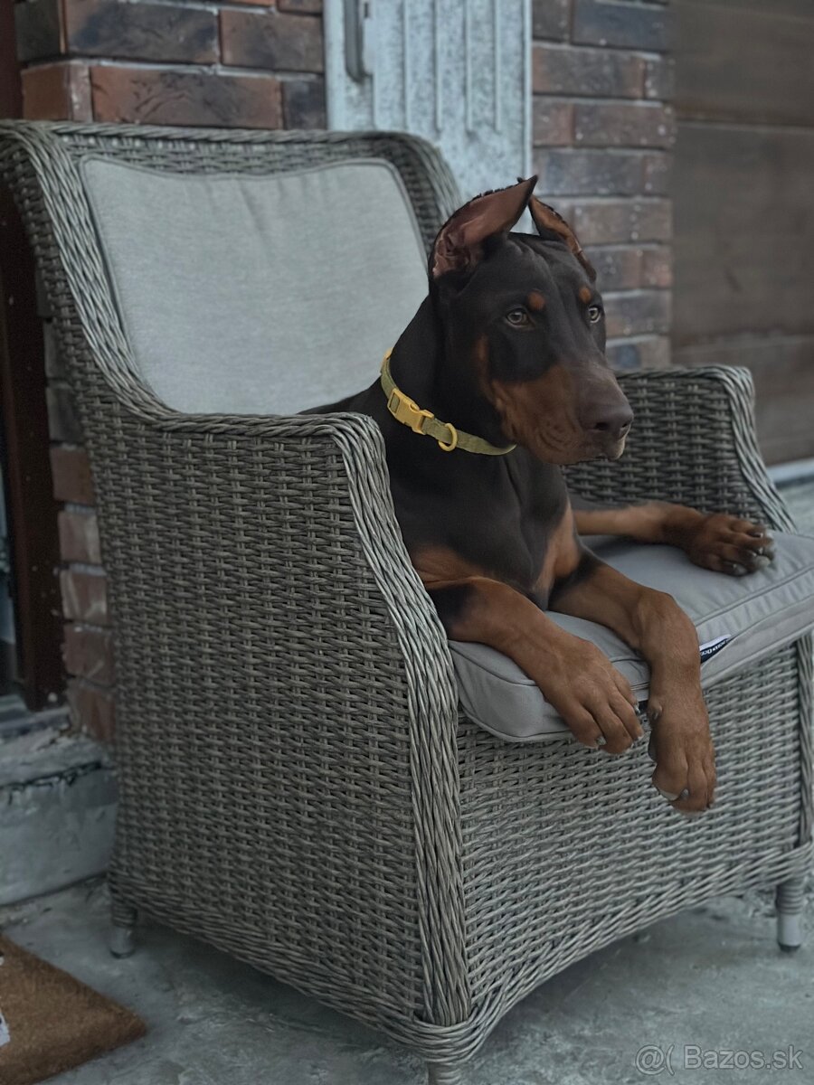 Doberman šteniatka - 7