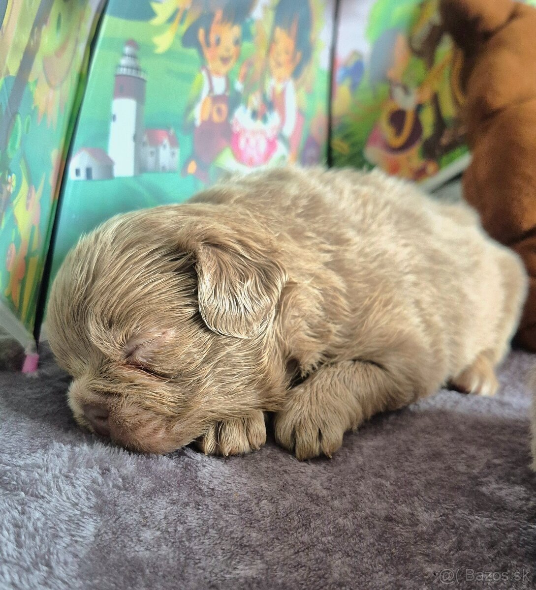 Fluffy francúzsky buldoček s PP - 7
