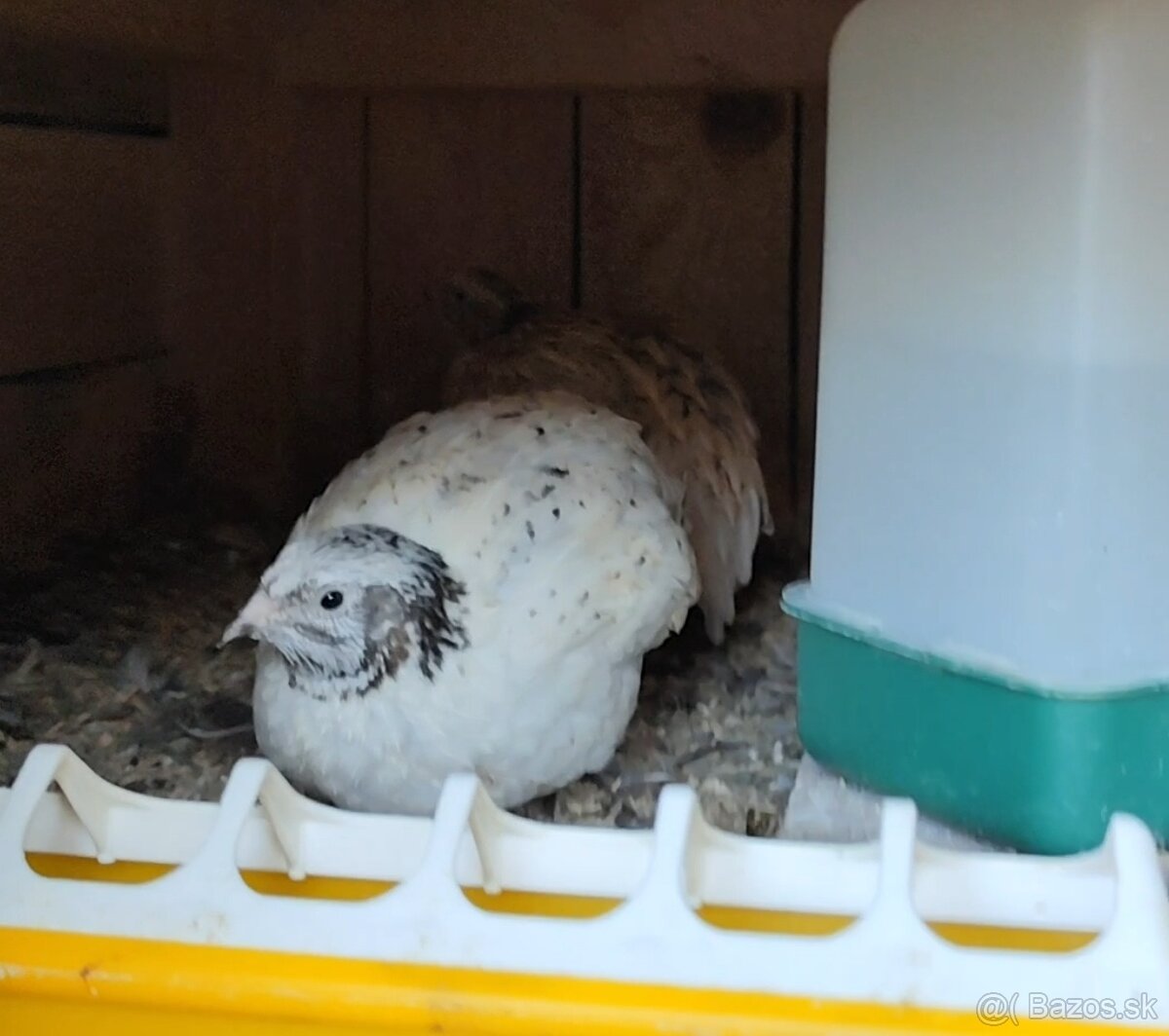 Kohuti prepelica japonska - 7