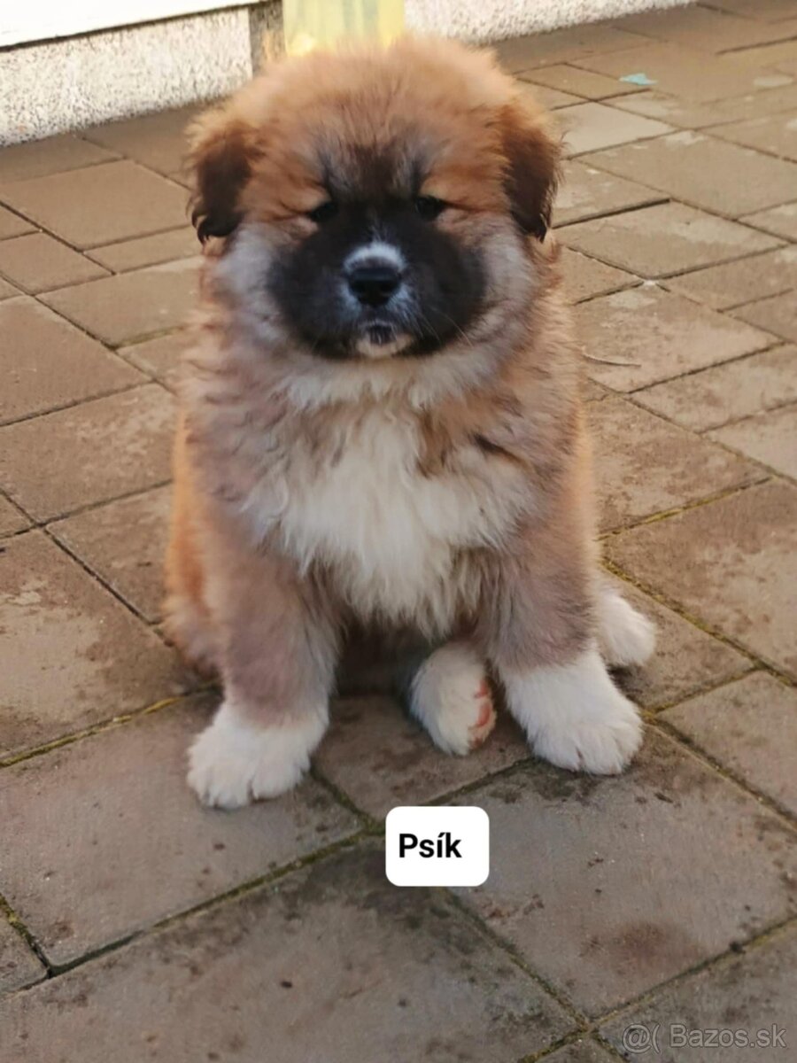 Predám šteniatka Akita inu - 7