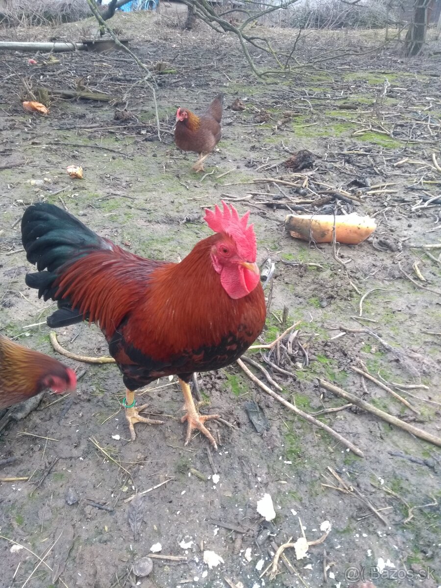 Násadové vajíčka - 7