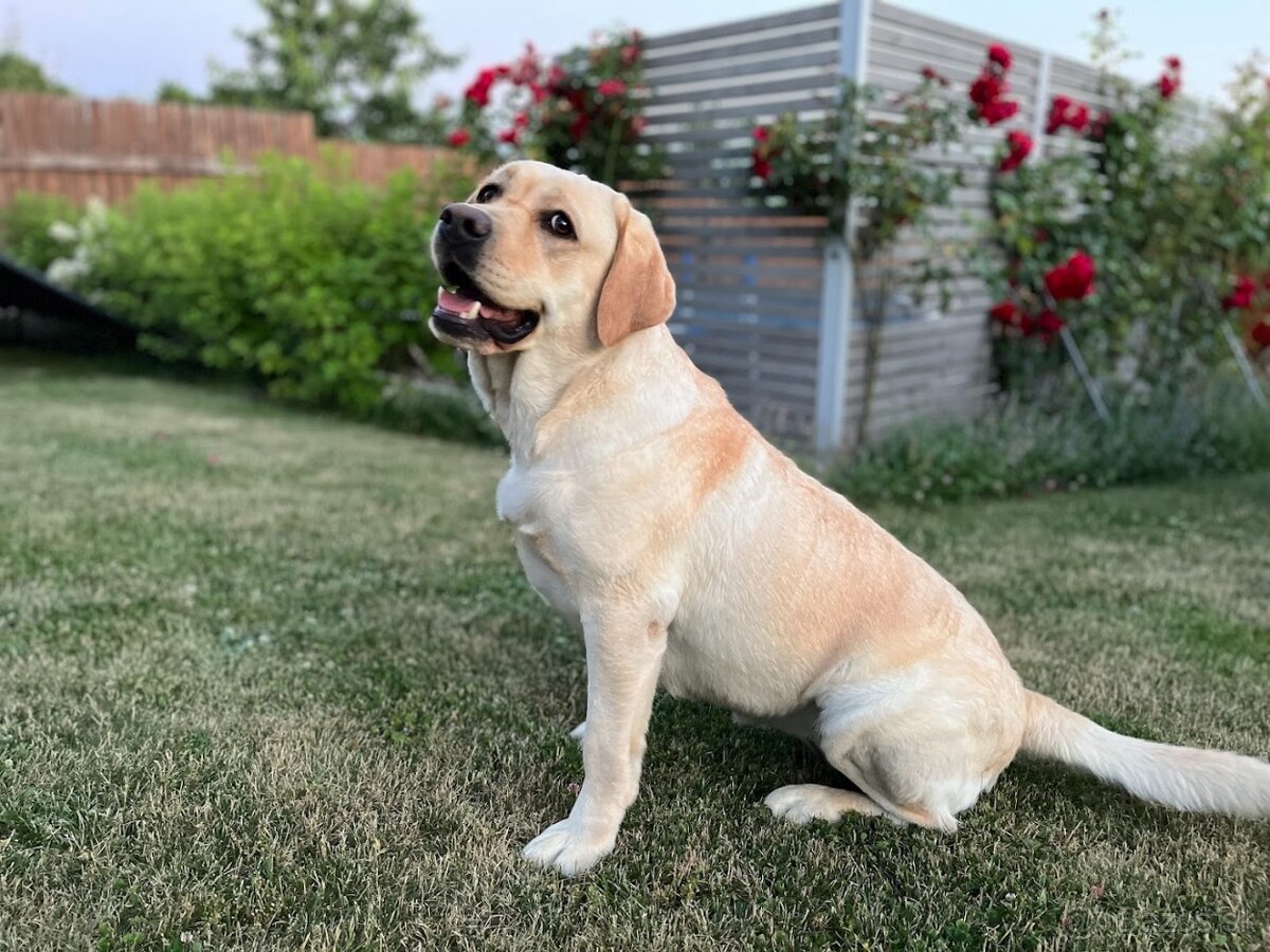 Labrador štěňátka s PP - 7