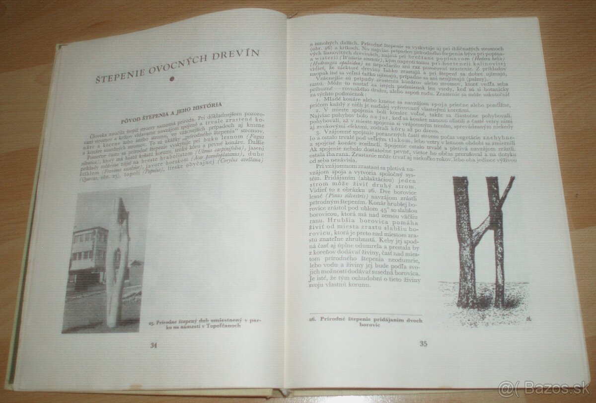 Štepenie, očkovanie a preštepovanie drevín - 7