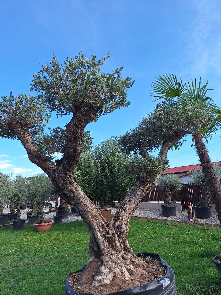 Olivovník Pon-Pon - 7