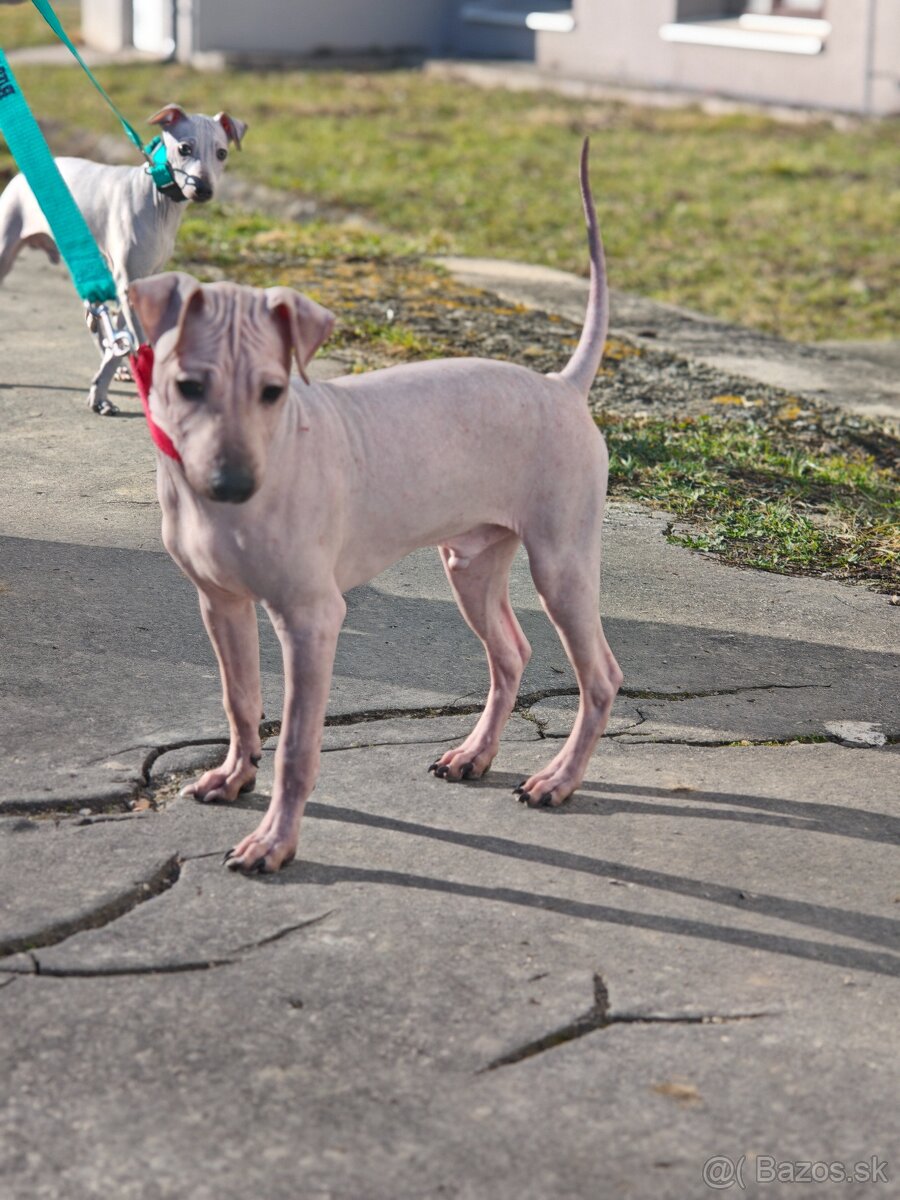 Americký bezsrstý teriér - 7
