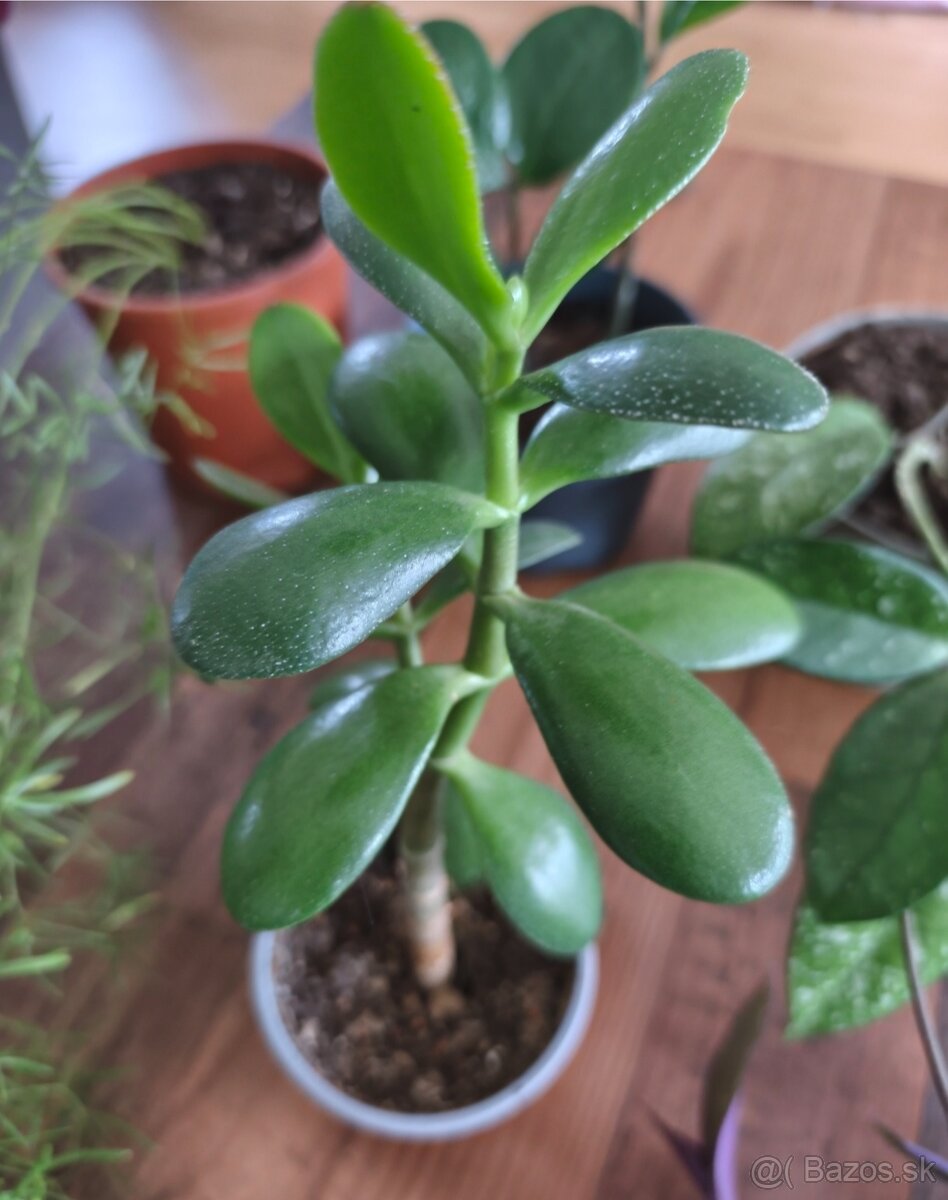 Predám izbové rastliny - 7