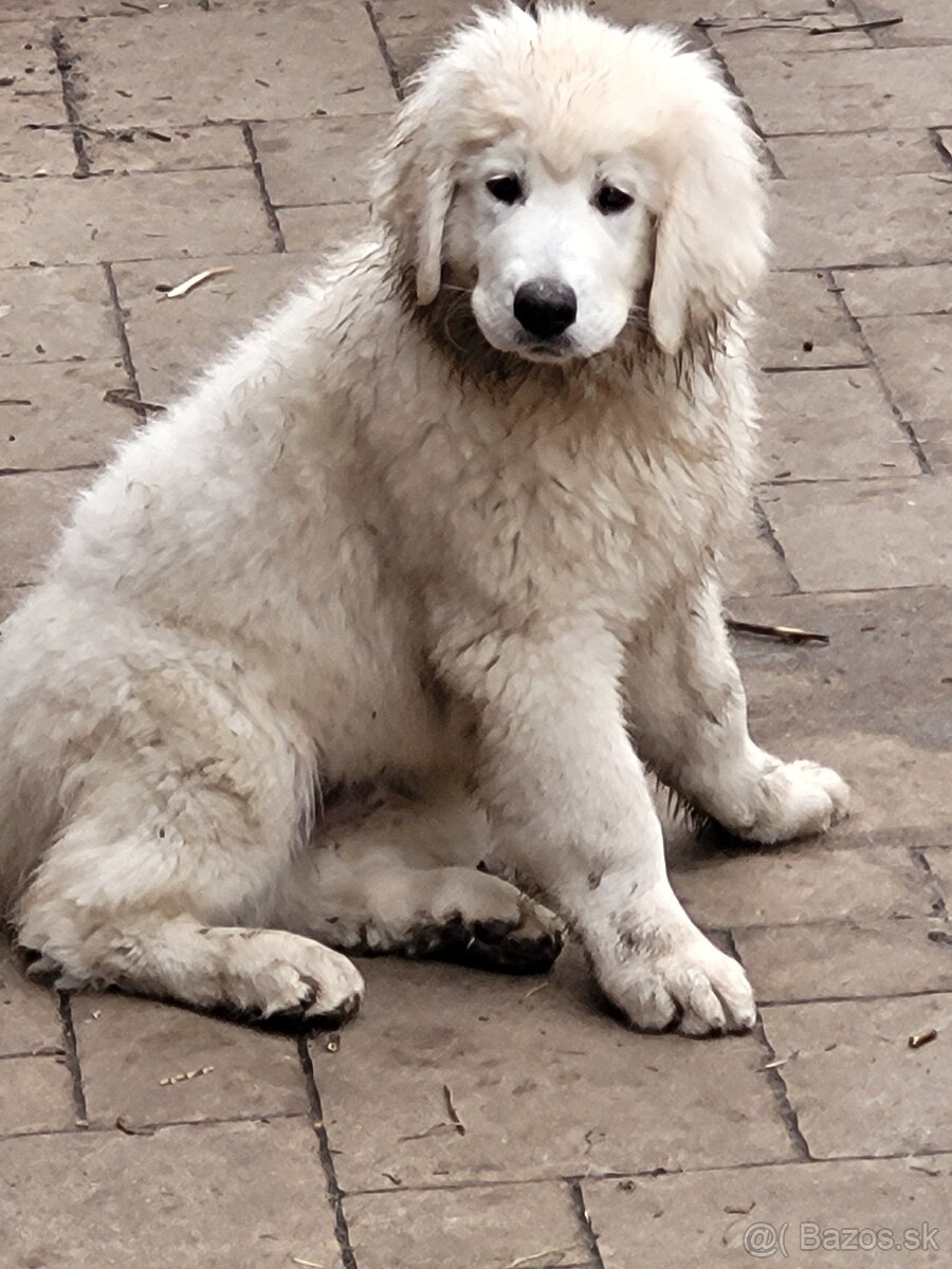 Slovenský čuvač - 7