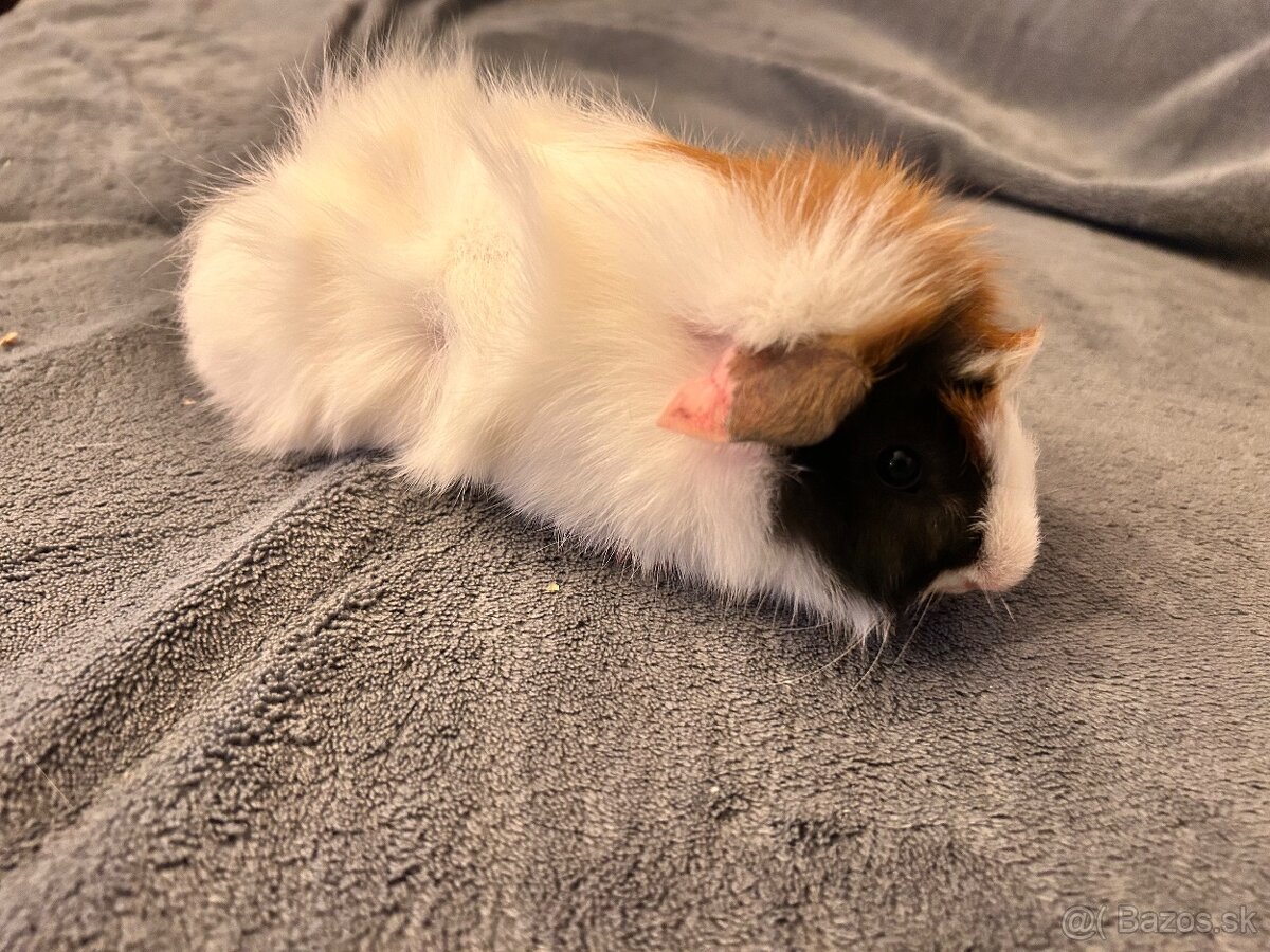 Morča-rozetové samček - 7