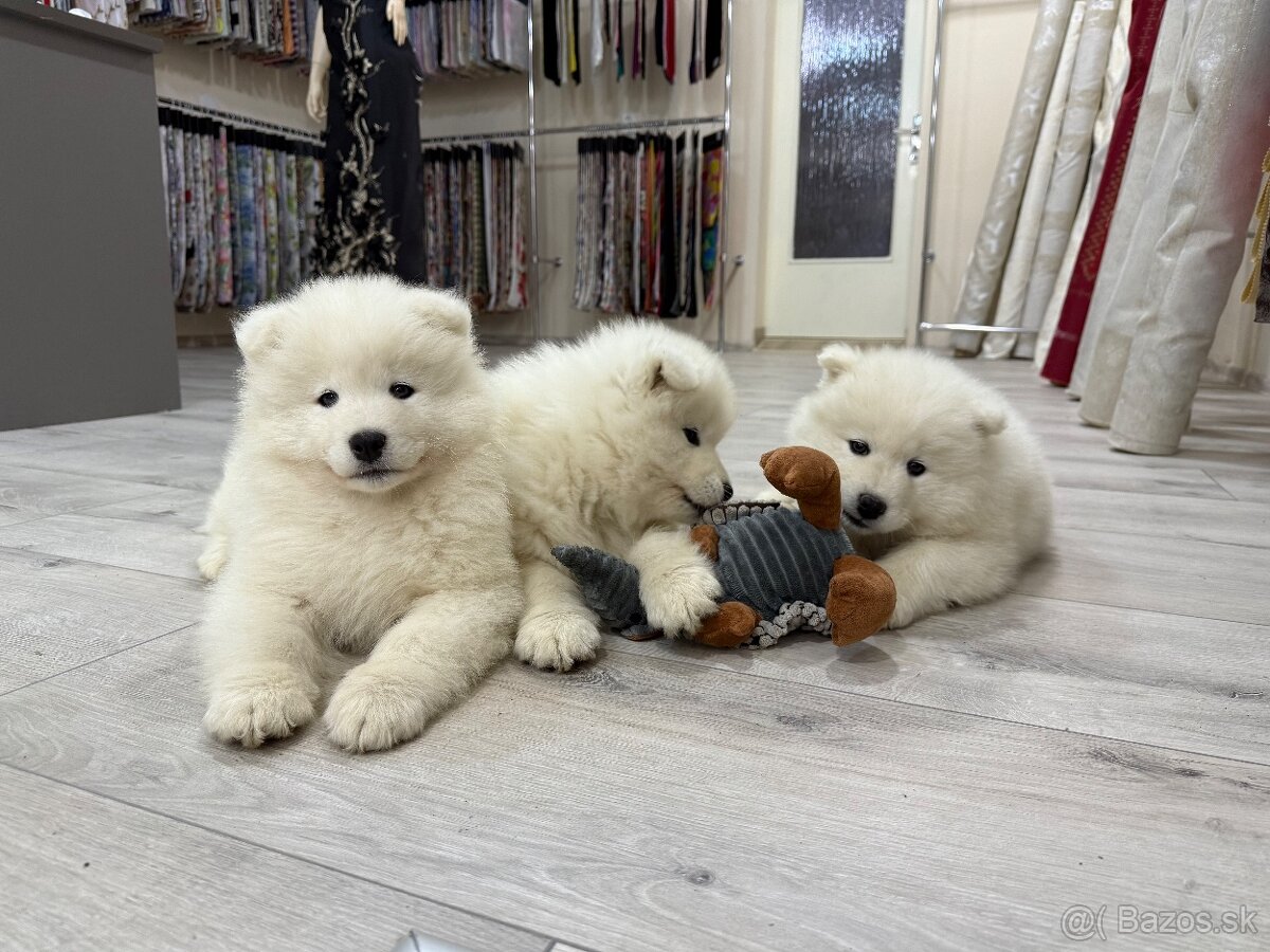 Samojed šteniatka - 7