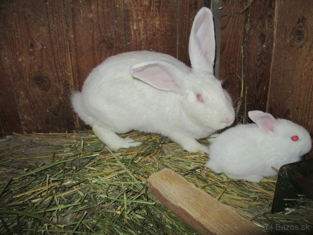 králičia rodinka - 7