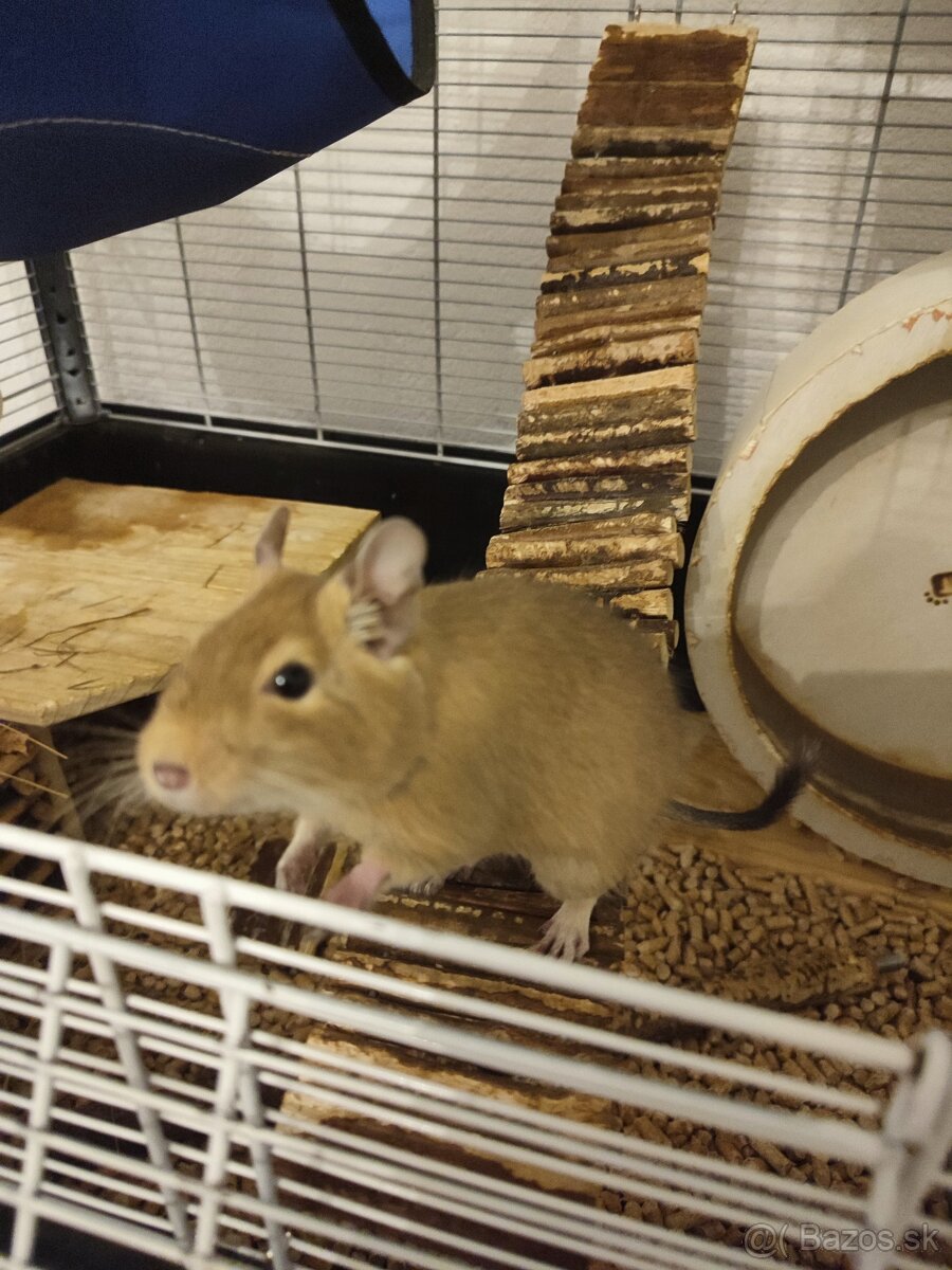 osmák degu + klietka a celkové príslušenstvo - 7