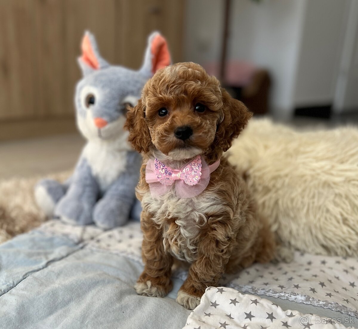 Maltipoo ( Pudel , pudlik ) - 7