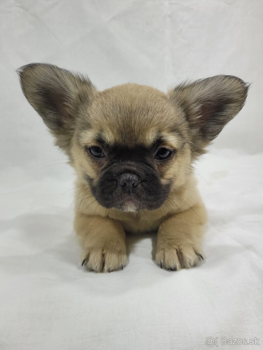 Francúzsky buldoček - 7