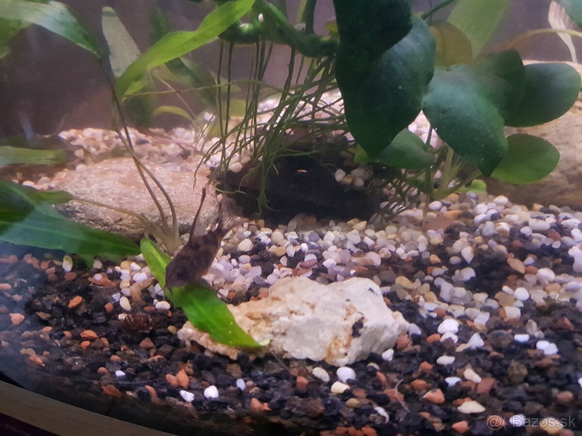 zabehnuté 54 litrové akvárium - 7