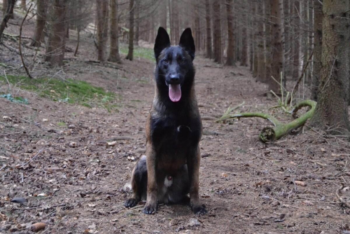Belgicky ovčiak s PP - 7