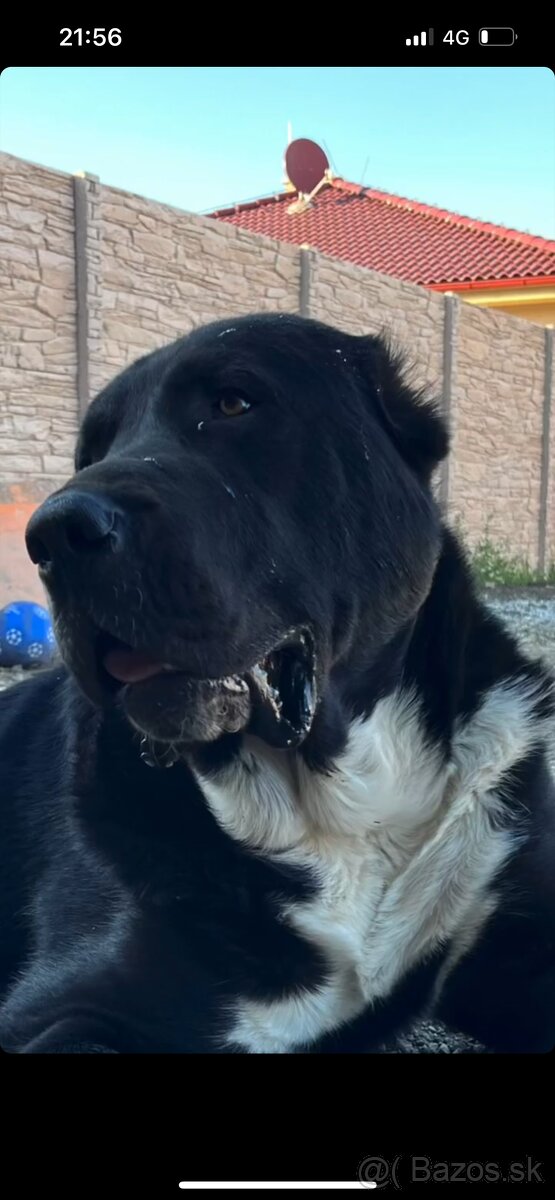 Stredoázijský ovčiak SAO - 7