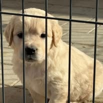 šteniatka Zlatého retrievera s PP - 7