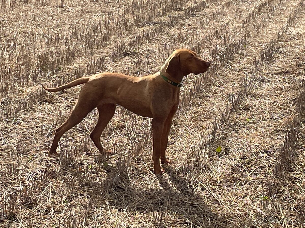 Maďarská vyžla šteniatka - 7