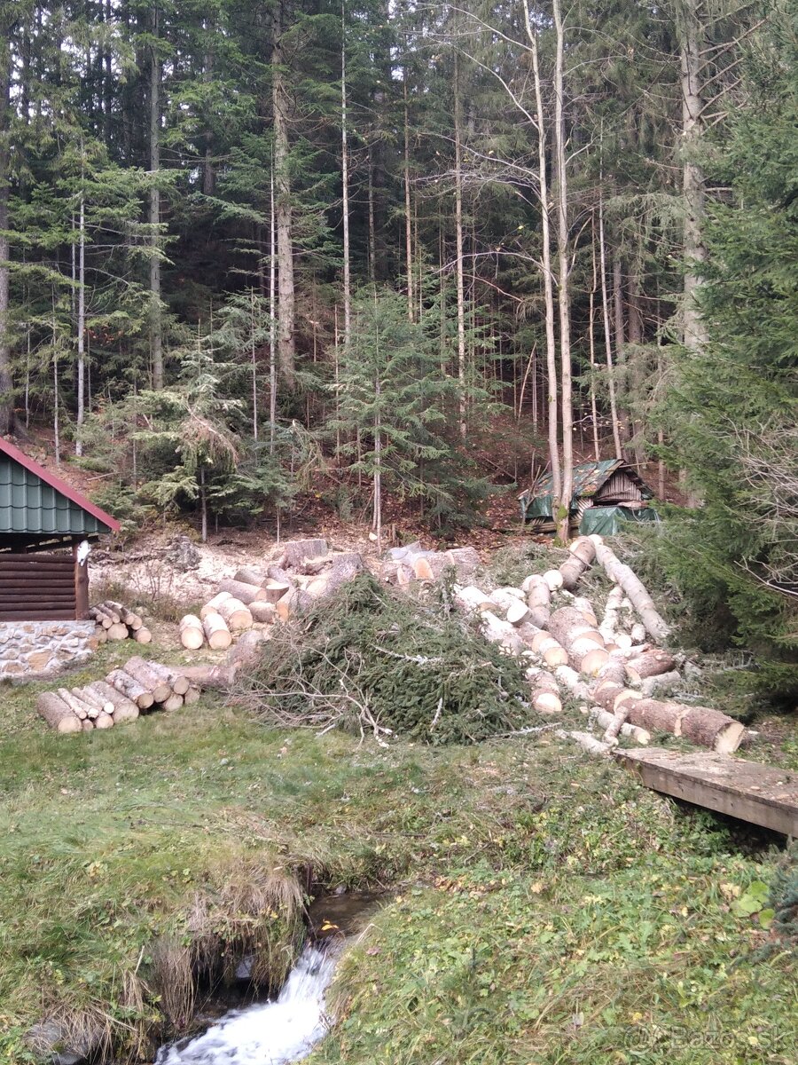 Výrub a orez rizikových stromov - 7