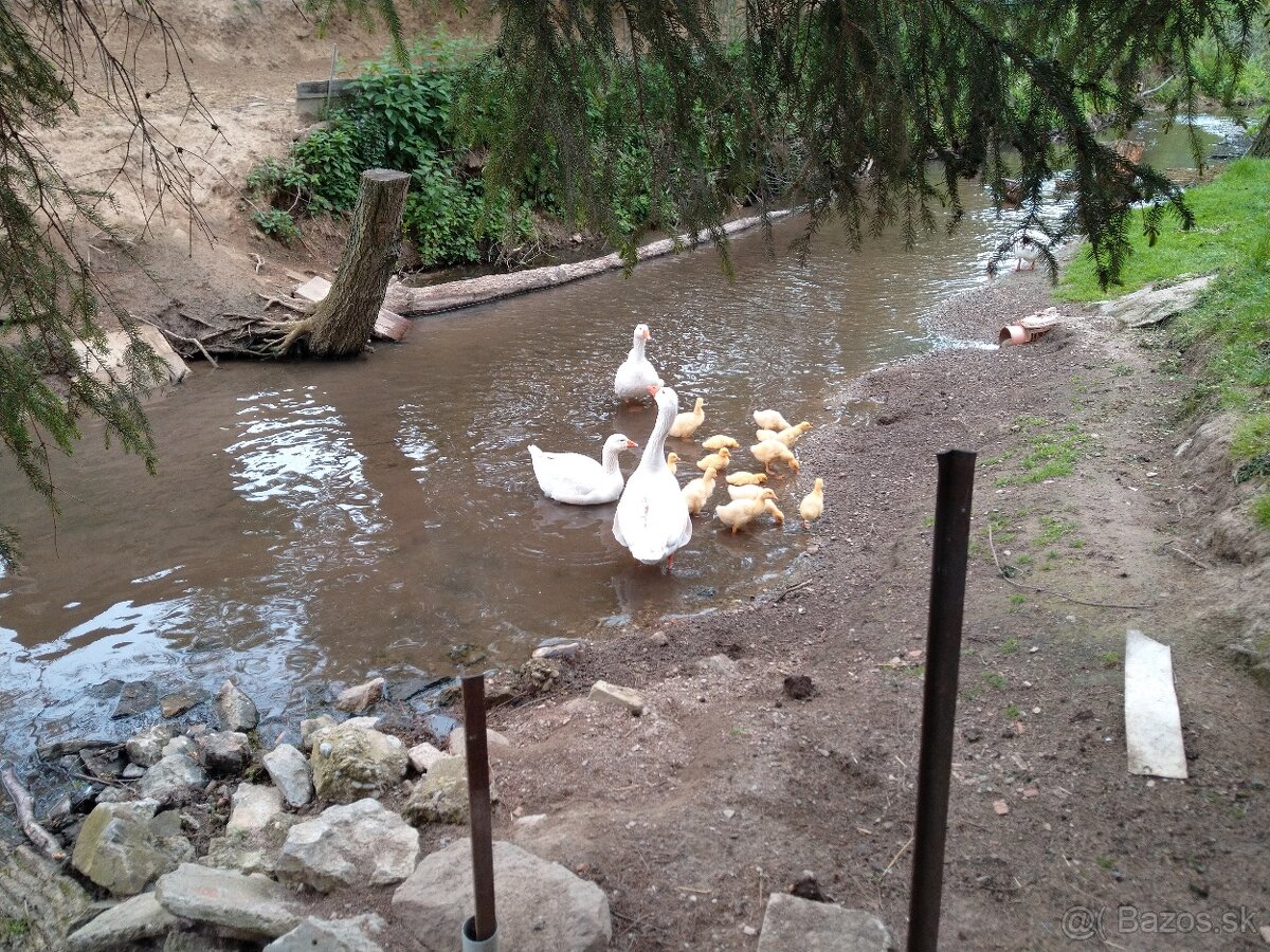 Slovenská biela hus - 7